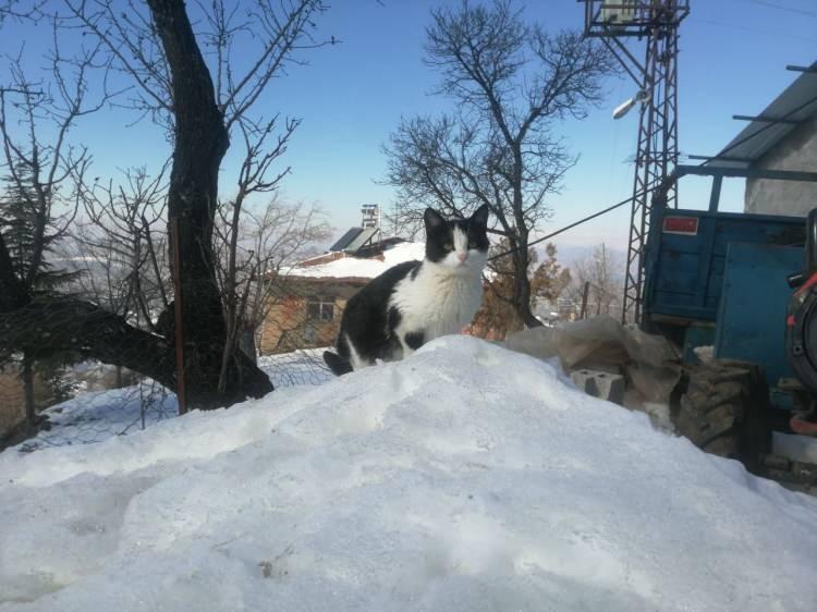 <p>Ama yaz için köy hayatı çok güzel. Bu köyde 9 kişi yaşıyoruz. Hayvancılıkla uğraşıyoruz. İşlerimizi hallediyoruz, sohbet muhabbet ediyoruz.</p>