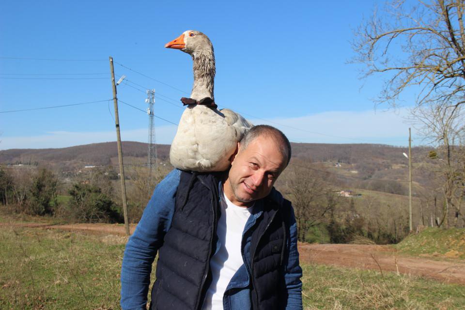 <p>Minibüsün ön koltuğunda kendisine ayrılan yerde şehir şehir dolaşarak seyahat eden 'Cango' isimli kaz, görenleri hayrete düşürüyor. İstanbul, Sakarya ve Kocaeli’nin sokaklarında sahibiyle birlikte gezen Cango’nun boynundan da papyonu eksik olmuyor. Cango’yu çok seven ve her fırsatta gezintiye çıkaran Evcenler, çocuklarının şikayetine bile maruz kalıyor.</p>