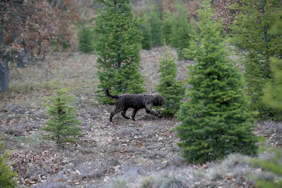 <p>Arslan, günde bazen 100 gram, bazen 15 kilogram trüf topladığını ancak talepleri karşılayamadığını kaydetti.</p>

<p> </p>
