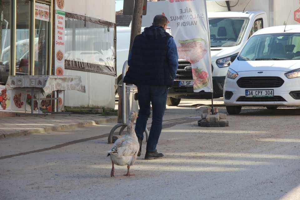 <p>Minibüsümüzle Sakarya, İstanbul ve İzmit’i beraber dolaşmaya başladık. Kazım Cango 9 yıldır benimle beraber. Normalde kazlar 14-15 sene yaşıyorlarmış, ölene kadar kendisine bakacağım. Benim evladım gibi oldu, çocuklarımı nasıl seviyorsam onu da o kadar seviyorum" dedi.</p>

