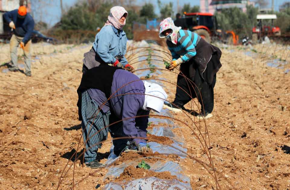 <p>Çiftçilerimiz hangi üründen para kazanıyorsa o ürüne yönelmekte” ifadelerini kullandı.</p>
