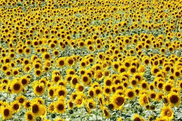 <p>Mart ayında da bir yağış alırsak, bu sezon üretimimizin çok verimli olacağını ve rekoltelerin artacağını düşünüyoruz."</p>
