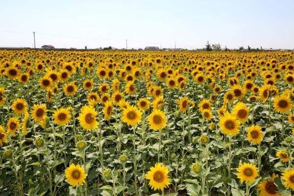 <p>Çerezlik ayçiçeği üretiminde sözleşmeli üretim yapıldığını hatırlatan Saklav, "Çiftçilerimiz sözleşmeli ekim yaptıklarından, firmalar alım garantisi veriyor. Çiftçilerimiz bu şekilde mağdur olmuyorlar. Biz de müdürlüğümüz olarak üreticilerimize sahada teknik destek vererek, sürekli yanlarındayız. Bizim hedefimiz, çiftçilerimizi doğdukları yerde doyurmak istiyoruz" ifadelerini kullandı.</p>
