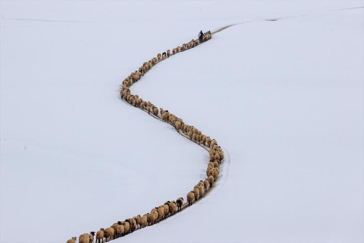 <p>En önemli geçim kaynağının hayvancılık olduğu Van'ın Gürpınar ilçesinde, besiciler çetin kış şartları ve bölgenin zorlu coğrafyasına rağmen hayvanlarının bakımını ihmal etmiyor.</p>

<p> </p>
