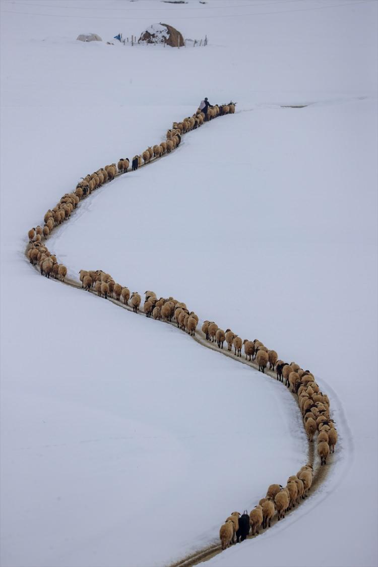 <p>Besiciler, akşam saatlerinde koyunlarını yeniden ağıla götürüyor.</p>
