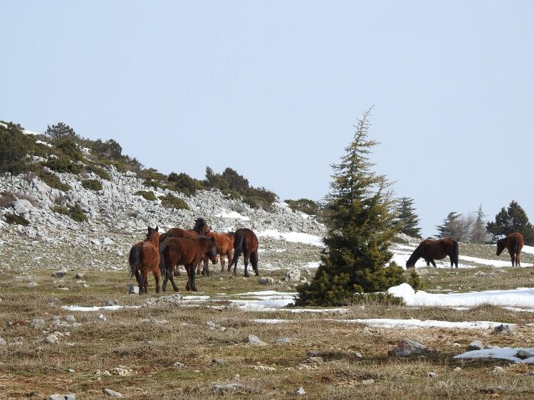 <p>Biyolojik çeşitliliği tahrip edenlere geçen yıl Çevre Kanunu'na göre 80 bin 460 lira uygulanan idari para cezasının, bu yıl 109 bin 593 liraya yükseltildiği öğrenildi.</p>
