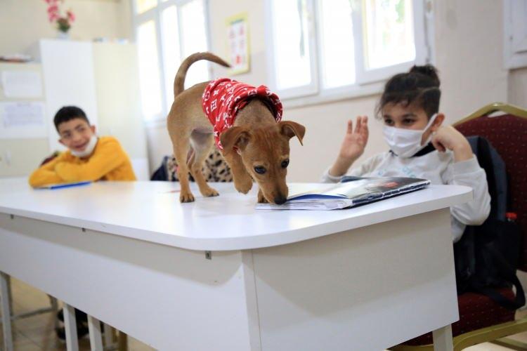 <p>Öğrencilerin Tarçın'ı çok benimsediğini vurgulayan Yörük, şunları kaydetti:</p>
<p>"Her gün besliyorlar, bakıyorlar. Öğrenciler tuvalet eğitimini de öğretti. Sınıfımızın maskotu diyorduk ama okulumuzun maskotu oldu. </p>