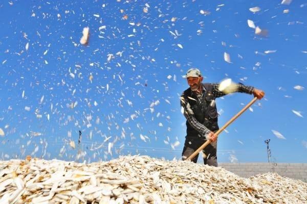 <p>420 bin hektarlık tarım arazisine sahip Aksaray'da, ağırlıklı olarak buğday, arpa, yonca, şeker pancarı ve çerezlik kabak ile ayçiçeği ekimi yapılıyor. 2021 yılında 32 bin 430 ton yağlık ayçiçeği, 29 bin 756 ton ise çerezlik ayçiçeği üretildi. Kentte, 5 bin 544 ton ise çerezlik kabak üretimi yapıldı.</p>
