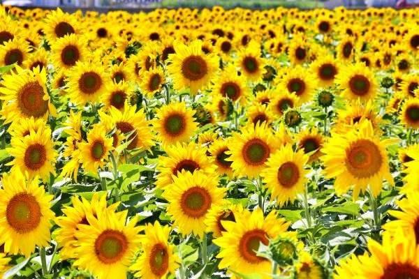 <p>Yağış, tarımsal üretimi ciddi oranda etkilemektedir. Şehrimiz, geçen yıla oranla yüzde 50 kar yağışı aldı. Kar suları, tarımsal üretimimizi olumlu yönde etkileyecek. </p>
