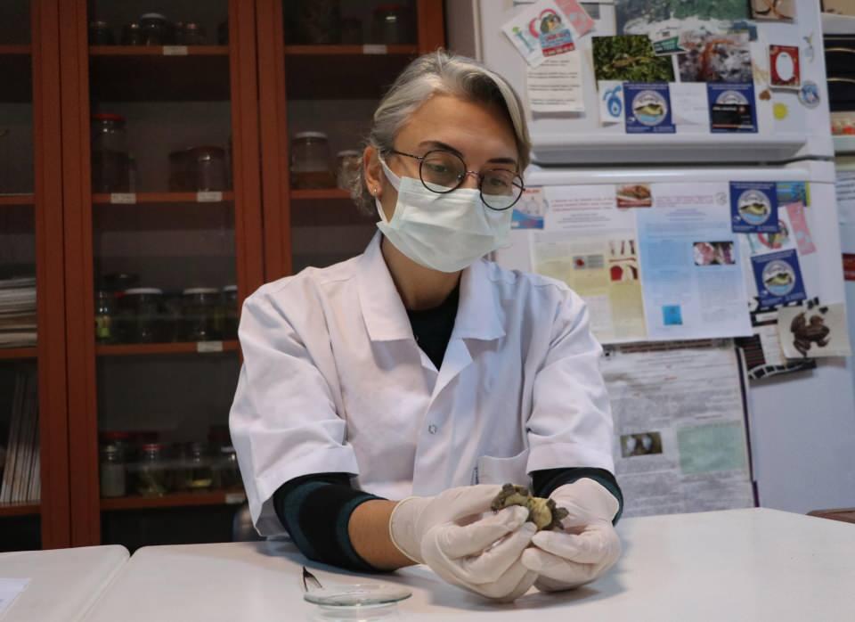 <p>Ancak vücutları yapışık olduğu için organları gelişimlerini tamamlayamadı. Organ yetmezliğinden kaybettik. Dünyada yaklaşık 100 binde bir olasılıkla bu tarz vakalarla karşılaşabiliyoruz. Yaşama oranı oldukça kısıtlı bu canlıların ölüsü üzerinde bilimsel çalışma yaparak, güzel bir veri kazandırmayı hedefliyoruz" dedi. </p>
