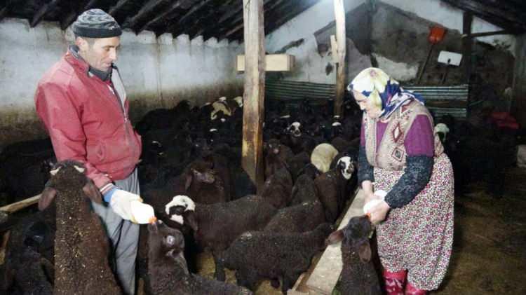 <p><strong>“Anneleri telef olan kuzuları biberonla besliyoruz”</strong></p>
<p>25 yıldır besicilikle uğraştığını anlatan 50 yaşındaki besici Celal Yurdakul, günün ilk ışıklarıyla hayvanlara bakmak için ahırın yolunu tuttuğunu söyledi. </p>