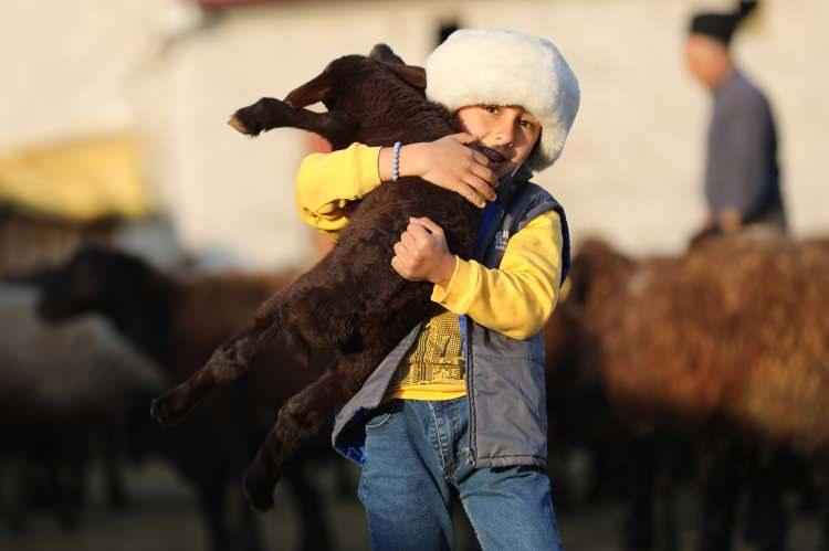 <p>Kent genelinde bulunan 1 milyon 340 bin koyundan 450 bin kuzu, 65 bin ke&ccedil;iden ise 25 bin oğlak doğumu bekleniyor.</p>
