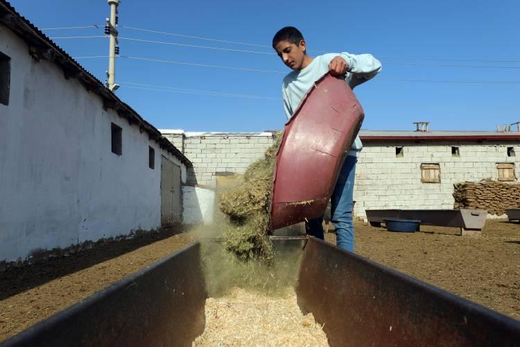 <p>Yavruların ahırlarının kapıları a&ccedil;ılıp alana &ccedil;ıkarıldıklarında ise annelerini arama &ccedil;alışmaları g&uuml;zel g&ouml;r&uuml;nt&uuml;lere sahne oluyor.</p>
