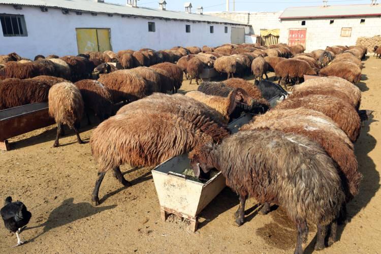 <p>&nbsp;Koyunlar b&uuml;y&uuml;k olduğu i&ccedil;in yem yeme zamanında kuzular ezilir, bu y&uuml;zden ayrı tutuyoruz, b&uuml;y&uuml;d&uuml;kten sonra beraber olacaklar. G&uuml;nde 4 defa yem veriyoruz, sabah 2 kere, akşam 2 kere.&nbsp;</p>
