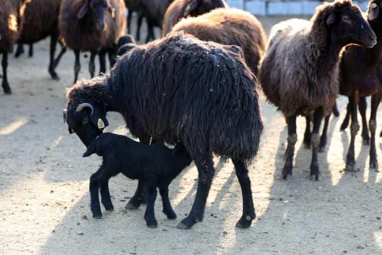 <p>&nbsp;Koyun yediği zaman s&uuml;t&uuml; &ccedil;ok oluyor, kuzu emiyor ve s&uuml;t tekrar azalıyor, biz de tekrar yem veriyoruz s&uuml;t&uuml;n&uuml;n arttırması i&ccedil;in. Kuzu s&uuml;tten ne kadar vitamin alırsa o kadar gelişir." dedi.</p>
