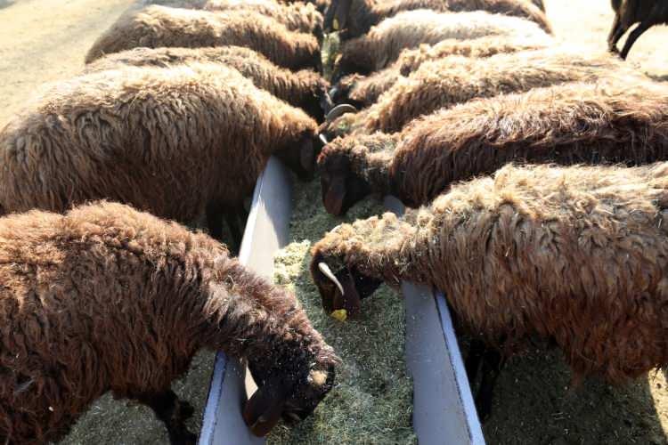 <p>"Atamızdan, babamızdan kalan mesleği s&uuml;rd&uuml;rmeye &ccedil;alışıyoruz"</p>

<p>Hayvanların bakımlarının kışın zor olduğunu ve bunun i&ccedil;in ailece &ccedil;aba harcadıklarını aktaran Karadağ, ş&ouml;yle konuştu:</p>
