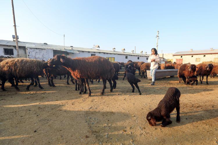 <p>&Ccedil;ift&ccedil;ilerden Yusuf Kaya da "Bu yılki doğum sezonunda şimdiye kadar yaklaşık 50 koyunumuz doğum yaptı. Bu bizim i&ccedil;in b&uuml;y&uuml;k bir sevin&ccedil; &ccedil;&uuml;nk&uuml; bu kuzulardan bazılarını b&uuml;y&uuml;t&uuml;p satarak masrafları karşılıyoruz.&nbsp;</p>
