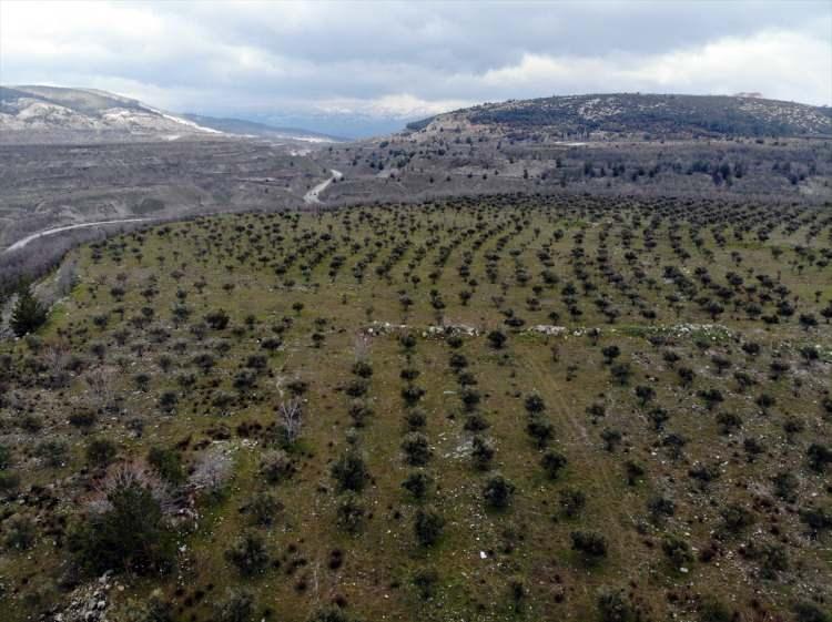 <p>Korhan Tiryaki, kurum sahasında bulunan ağaçlardan elde edilen zeytinlerle, ulusal ve uluslararası kuruluşlarca ödüllendirilmiş zeytinyağı ürettiklerini, sahalarındaki zeytin ağaçlarından kendi sıkım makineleri ile elde edilen zeytinyağının, Muğla Zeytin Dostu Derneği ve Gaziantep Üniversitesi tarafından ödüllendirildiğini dile getirdi.</p>