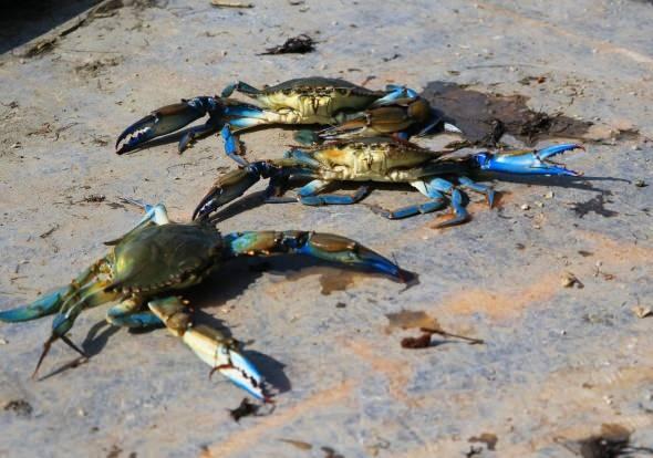 <p>Türkiye'de en çok Akyatan Lagünü`nde mavi yengecin bulunduğunu söyleyen Necip Topuz, “Lagünümüz caretta caretta kaplumbağaların yanı sıra onlarca kuş türüne ve mavi yengeçlere ev sahipliği yapıyor. Mavi yengeç endemik bir tür olarak görülüyor. Bazı dönemlerde talep çok fazla oluyor ve yetiştiremiyoruz. 1980'li yıllardan bu yana dünyanın birçok bölgesine gönderiyoruz” ifadelerini kullandı.</p>
<p> </p>
