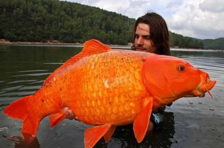 <p>Gerçek bir: Golden Fish</p>
