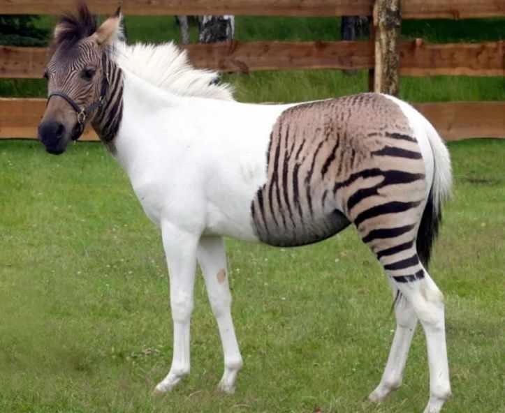 <p>Zebra at çiftleşmesinden dünyaya geldi.</p>