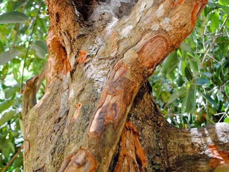 <p><strong>Ancak ağaç kabuğu formunda kullanılan ud ya da öd ağacından elde edilen tütsülerde Anadolu'da özellikle medreselerin yaygın olduğu zamanlarda sık sık kullanılırdı. Kokusuyla bile insan sağlığına faydalı olduğundan evlerde medreselerde camilerde yakılırdır. </strong></p>

<p><strong>ÖD TÜTSÜSÜNÜN FAYDALARI NELERDİR?</strong></p>

<p><strong>Güçlü bir antibakteriyel etkisi olan ud ağacı tütsü formunda yakıldığında havadaki virüs ve bakterilerin etkisini azaltır. </strong></p>
