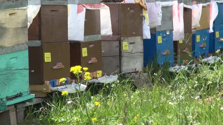 <p>Market raflarında direkt yüzde 50 glikoz, bal aroması ve bala benzeyen ürünler var. Bu durumu tüketicinin fark etmesi zor. Diğer yandan bir de bu tağşişli dediğimiz bakanlığımızın onaylamadığı ballar var. </p>
