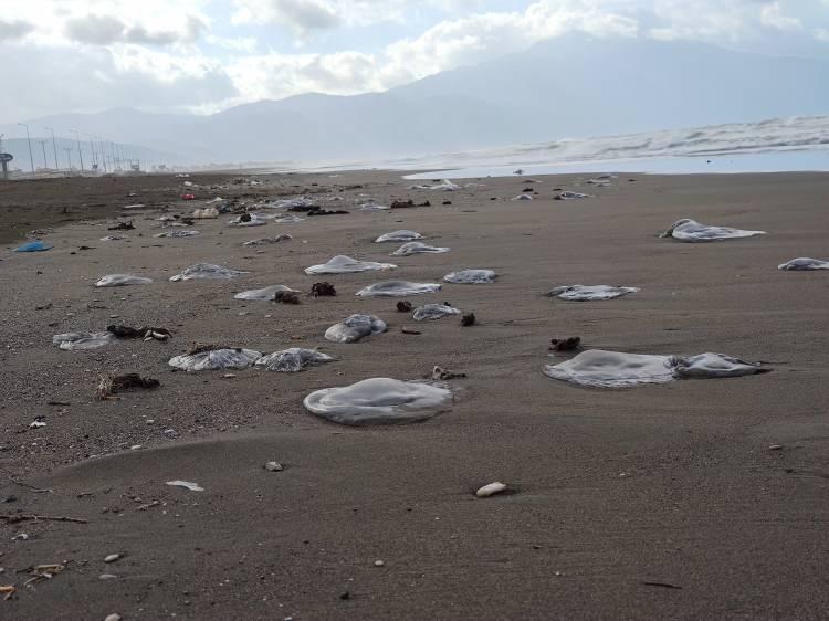<p>Hatay'ın Samandağ ilçesinde yüzlerce ölü denizanası sahile vurdu.</p>
