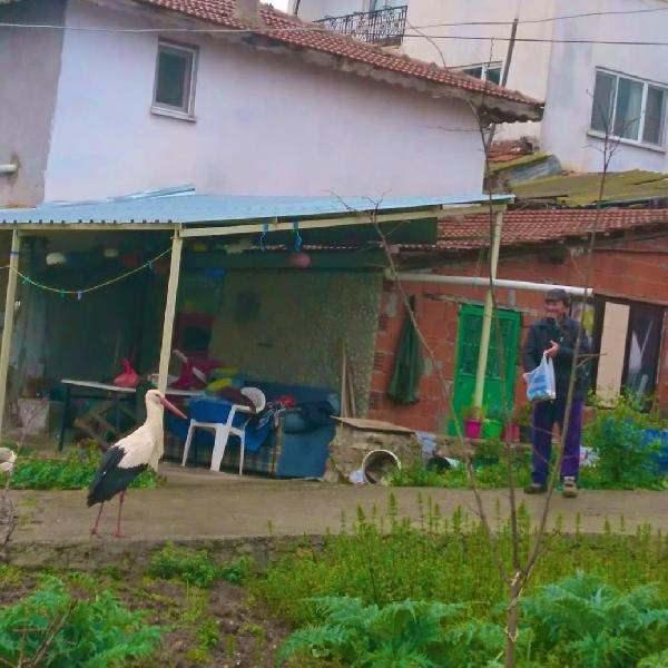 <p>Türkiye'yi 'Avrupa Leylek Köyleri' ağında temsil eden tek köy olan Bursa'nın Karacabey ilçesine bağlı Eskikaraağaç'ta balıkçı Adem Yılmaz ile Yaren leyleğin dostluğu, milyonların takip ettiği bir hikayeye dönüştü. </p>