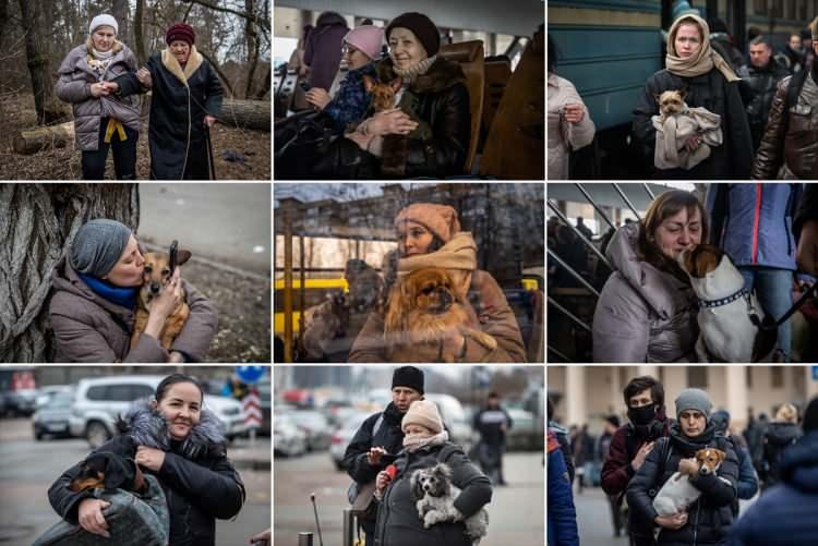 <p>Rusya'nın saldırısı altındaki Ukrayna'nın başkenti Kiev'i terk etmek zorunda kalan kadınlar, savaştan etkilenen sivillerin başında geliyor. Güvenli noktalara tahliyeleri yapılırken zorlu yolculuklarına rağmen evcil hayvanlarını geride bırakmayan Ukraynalı kadınlar, 8 Mart Dünya Kadınlar Günü'nü evlerinden ayrı olmanın hüznüyle geçiriyor.</p>