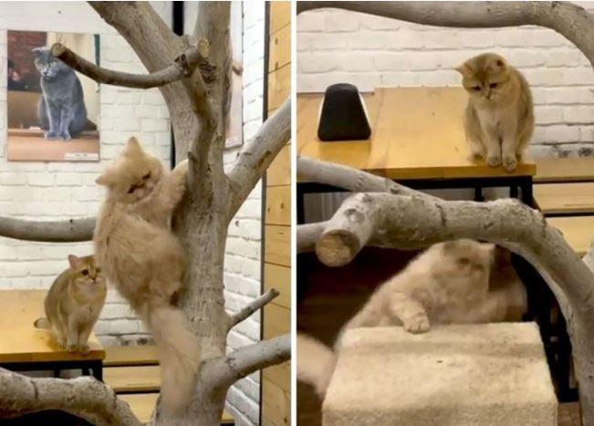 <p><strong>20 kedili olan kafenin sahibi Serhii Oliinyk &uuml;lkesini terk etmeyeceğini s&ouml;yledi.&nbsp;</strong></p>
