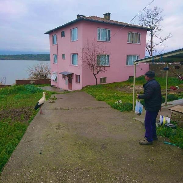 <p>Bursa'da balıkçı Adem Yılmaz (69) hava koşulları nedeniyle kayığı ile göle açılamayınca dostu Yaren leylek evine geldi. Evin bahçesine konan Yaren leylek, Yılmaz'ın verdiği balıklarla beslendi.</p>