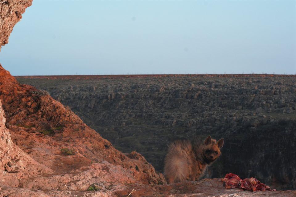 <p>Vahşi yaşam fotoğrafçısı Doğanay Vural, nesli tükenme tehlikesi altında olan çizgili sırtlanları, Fırat Nehri'nin kıyısında yavrusuyla görüntülemeyi başardı.</p>

<p> </p>
