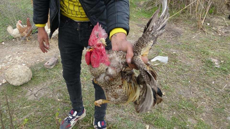 <p>Manavgat’ta yaşayan Ali Dibek, akşam saatlerinde evine gittiğinde, kümeste bulunan horozu kesmek için harekete geçti. Eşiyle birlikte evden bıçak alıp kümese giren Dibek, ötmediği için tavukların içerisinde bulunan horozu yakalayarak kümesten dışarı çıktı.</p>