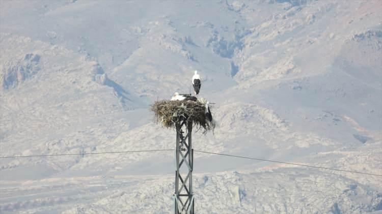 <p>Baraj Gölü yakınlarında bulunan Mahmutdursun, Soğukpınar, Düztarla ve Bağlıca mahallelerindeki elektrik direklerinin üzerlerine yuva yapmaya başlayan leylekler, vatandaşları sevindirdi.</p>

<p> </p>
