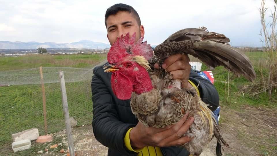 <p>Manavgat’ta sahibinin kesmek için yakaladığı horoz, bıçağı görünce önce Allah, ardından da Anne diye bağırmaya başladı. </p>