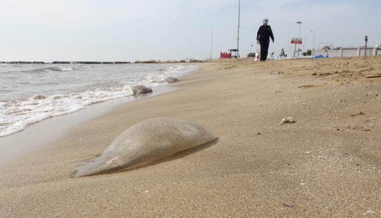 <p>Türkiye’nin turizmde önde gelen şehirlerinden Mersin’in sahillerine son günler de deniz anası kabusu yaşanıyor. </p>
