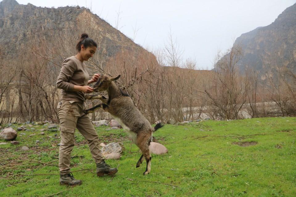 <p>Ancak keçi, bir süre sonra eve geri döndü. Bunun üzerine İlhan, keçi için barınak yaptı. Sık sık barınakta da kalan İlhan, bu süreci kısa videolarla anlatmaya başladı. </p>
