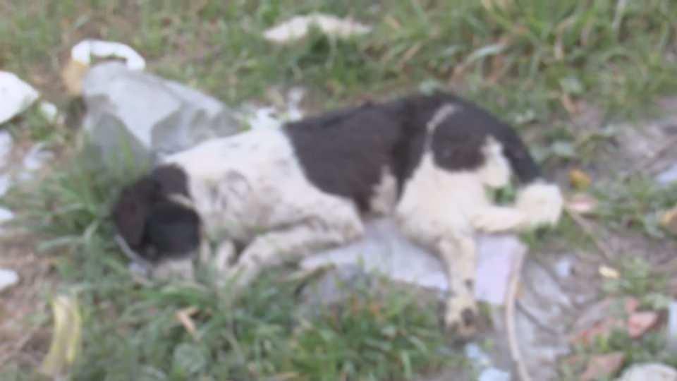 <p>İSKİ'nin Atıksu Terfi Merkezi'nin hemen yanında bulunan derenin çevresinde hayvan ölümleri de yaşandığı öne sürüldü.</p>
