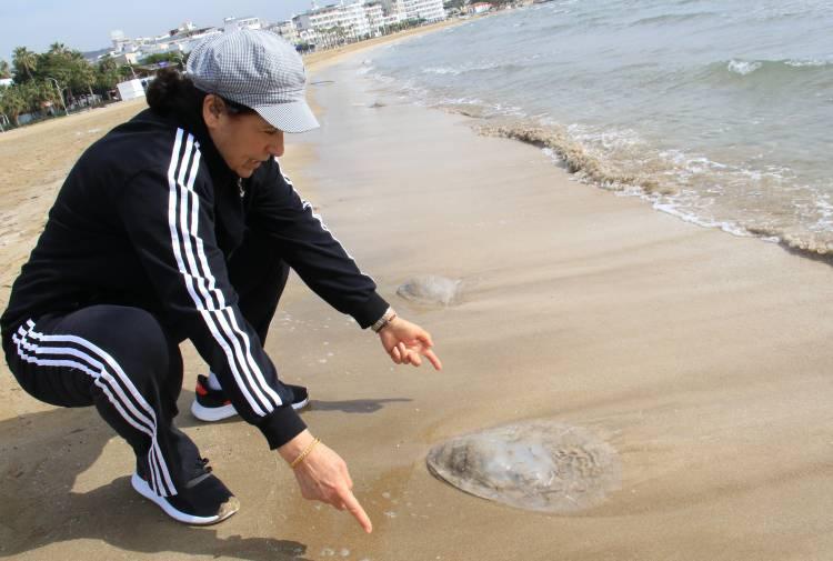 <p>Geçtiğimiz yılın Ağustos ayından itibaren yoğun yoğun olarak Mersin körfezinden geçiş yapan zehirli iğneleri bulunan deniz anaları son günler de iç kısımlara kadar geldi. Birkaç gündür sahil çevresine kadar ulaşan denizanaları karaya vurmaya başladı. </p>

