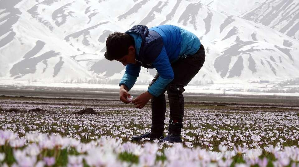 <p>Yüksekova ilçesine bağlı İnanlı köyünde, ilkbaharın müjdecisi kardelen ve çiğdemler çiçek açtı. Bölgeye ziyaret eden vatandaşlar, beyaz örtüyle kaplı 4 bin 200 rakımlı Cilo Dağları’nın manzarası eşliğinde kardelenlerin fotoğraflarını çekti. (DHA)</p>

<p> </p>
