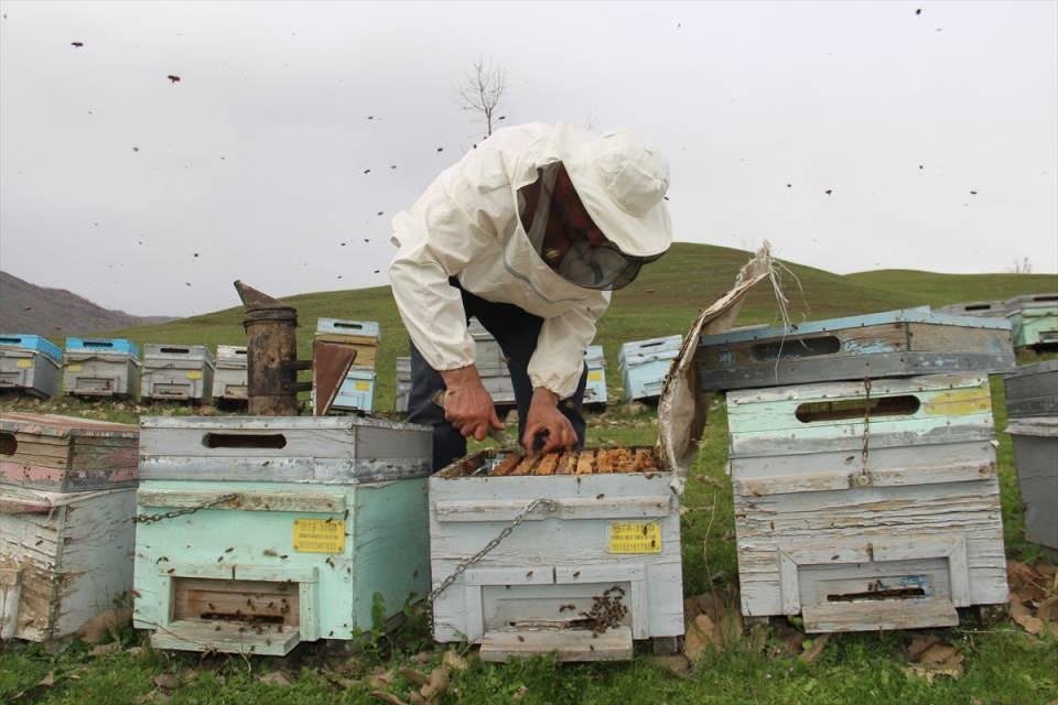 <p>Arıcılar, mayıs ayında, binbir çeşit çiçek ve endemik türlerin lezzetini taşıyan organik bal üretimi için arılarını yüksek rakımlı serin yaylalara götürecek.</p>
