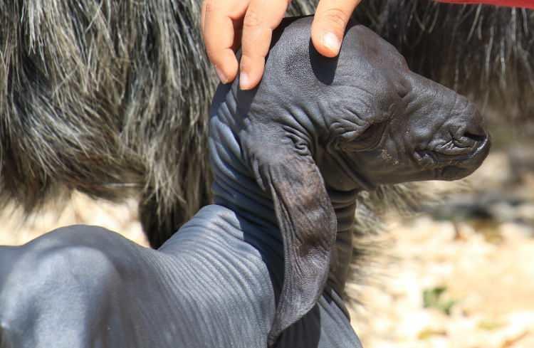 <p>Tüysüz oğlağa sahip çıkan Tosun ailesi evlerine aldıkları hayvana torunlarının kıyafetlerinden giydirerek sobanın yanında bakıp, 3 gün biberonla besledi.</p>