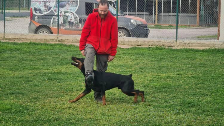<p>'BİZİ ALANINDAN UZAKLAŞTIRMAYA ÇALIŞIYOR'<br />
<br />
Köpek saldırılarının çoğunun insan kaynaklı olduğunu belirten Semih Soydemir, "Köpeklerin saldırma olayı çok farklı aslında. 'İnsan kaynaklı' diyebiliriz, 'sosyalleşme kaynaklı' diyebiliriz. Benim gözümdeki en büyük sorun ise bizim bakamadığımız veya sokakta olan köpeklerimizi hep bir araya toplamamız. 40-50 köpek maalesef bir aradalar. Bu da tabi ki bir sorun yaratıyor. Bir sosyalleşme sorunu yaratıyor. Hoş bir tabir olmasa da çete oluyorlar. İçlerine girdiğinizde, onlarla kaynaştığınızda hiçbiri bir şey yapmaz fakat tanımıyorsa ve onların alanına girdiğinizde saldırma veya hırlama ile aslında bizi alanından uzaklaştırmaya çalışıyor" dedi.</p>
