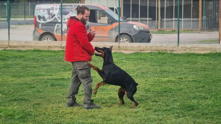 <p>Köpek eğitmeni Semih Soydemir, son dönemde farklı illerde meydana gelen köpek saldırıları üzerinden, olası saldırı anında yapılması gerekenleri anlattı. Köpekle karşılaşıldığında soğukkanlı olmanın çok önemli olduğunu belirten Soydemir, göz teması kurulmasından kesinlikle kaçınılması gerektiğini söyledi. Köpeklerin, göz teması kurulmasını meydan okuma olarak algıladığını açıklayan Soydemir, göz teması kurmaktan kaçınılması halinde yüksek ihtimalle köpeğin uzaklaşacağını belirtti.</p>
