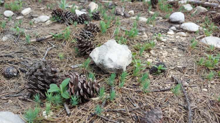 <p>Dikici, ikinci yöntemin tohumla olduğunu belirterek "Tohumlamada ise kozalakların içindeki tohumlar yangın ne kadar şiddetli de olsa kendini kozalağın içinde koruyabiliyor, bu tohumlar toprakla buluştu. Biz de kasım ayından beri rakıma göre tohum atmaya başladık ve 15 Mart'ta bitirdik. Yaklaşık 40 bin hektar alana, 72 ton kızılçam tohumu attık" diye konuştu.</p>
