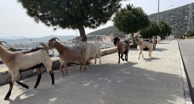 <p>. Güvenli alanları da işaretledim. Eğer hayvanlar o bölgeden çıkarsa uygulama alarm veriyor ve hemen müdahale ediyorum.</p>
