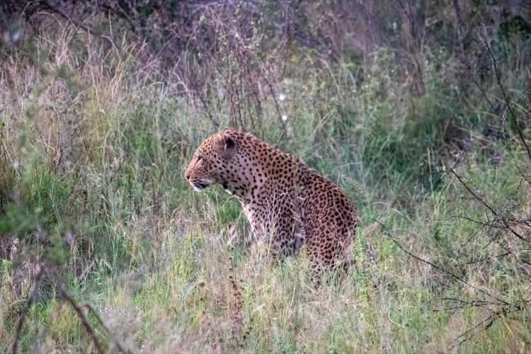 <p>1926 yılında kurulan ve ismini 1883-1902 yıllarında Güney Afrika'yı yöneten devlet başkanı Paul Kruger'dan alan park, aynı zamanda ülkenin ve bölgenin en eski ulusal parkı.</p>

<p> </p>

