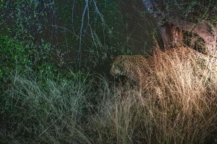<p><strong>Kruger Ulusal Parkı'nda safari</strong></p>
<p>Kruger Ulusal Parkı'nı ziyaret edenler, Afrika'nın zengin vahşi doğasında eşsiz bir safari deneyimi yaşama imkanı da buluyor.</p>
