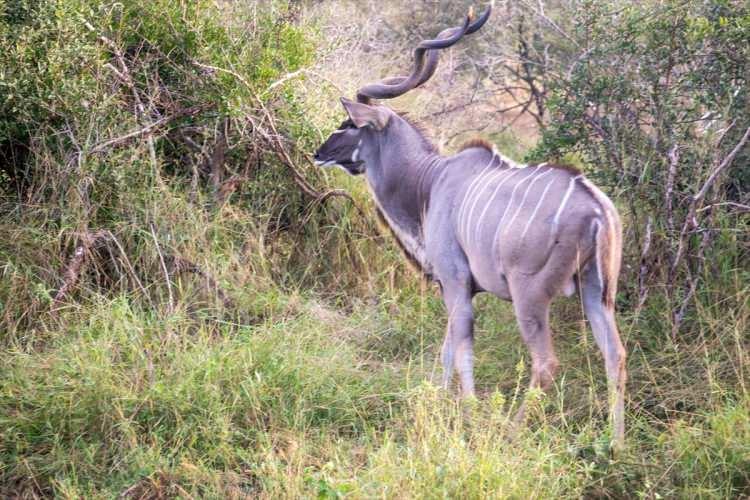 <p><strong> 248 memeli, 505 kuş ve 118 sürüngene ev sahipliği yapıyor</strong></p>

<p>Güney Afrika Ulusal Parkları'ndan (SANPARKS) edinilen bilgiye göre, Kruger Ulusal Parkı, 248 memeli, 505 kuş ve 118 sürüngen türüyle son derece zengin bir hayvan çeşitliliğine sahip.</p>
